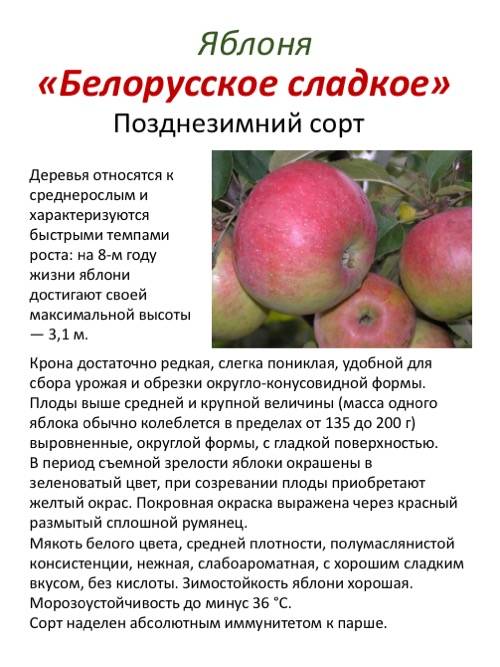Яблоня услада: описание и характеристики сорта, подвиды и выращивание