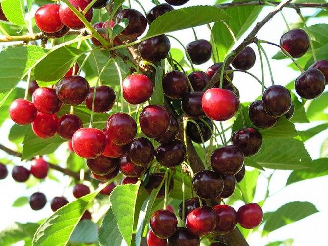 Сорт вишни черная крупная: описание и фото, характеристики и особенности выращивания selo.guru — интернет портал о сельском хозяйстве