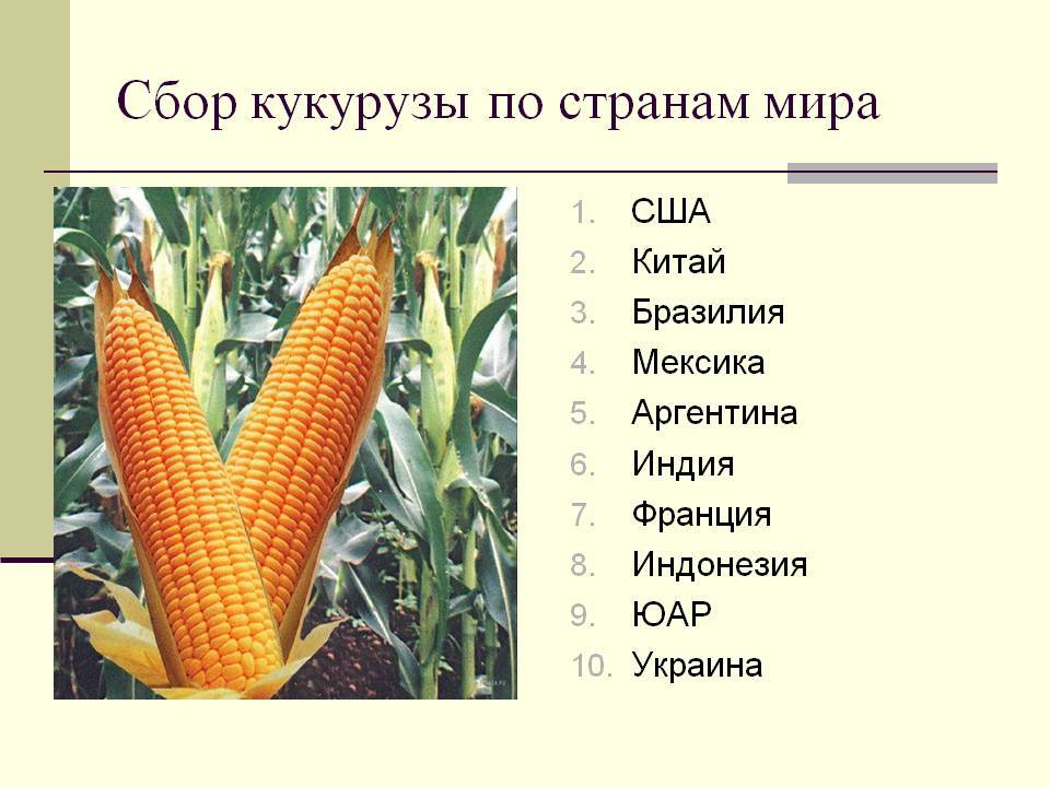 Где растет кукуруза и страны-лидеры, подходящие районы выращивания в России
