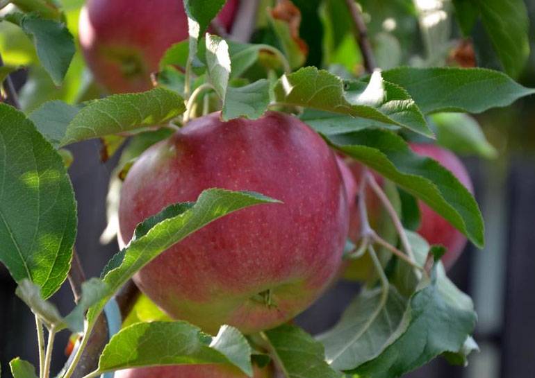 Описание, посадка и уход за яблоней сорта глостер
