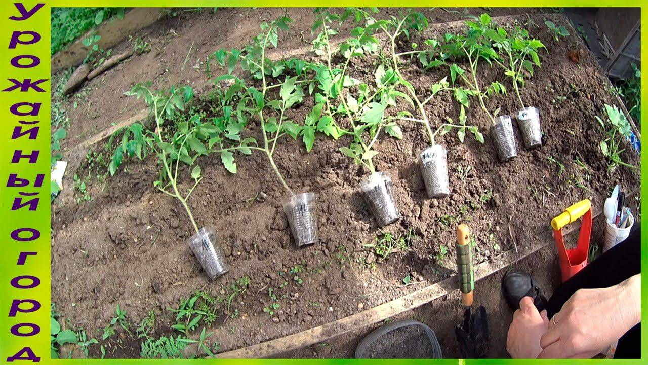 Когда высаживать рассаду помидор в открытый грунт: сроки посадки, подкормка и уход
