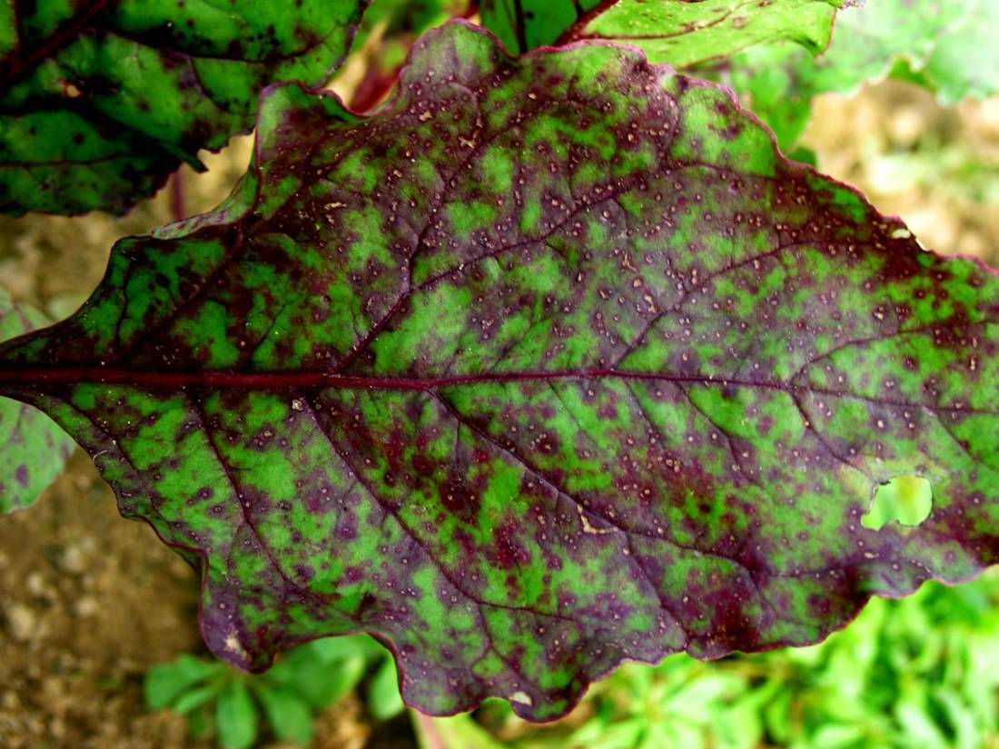 Почему краснеют листья у свеклы: что делать, как бороться