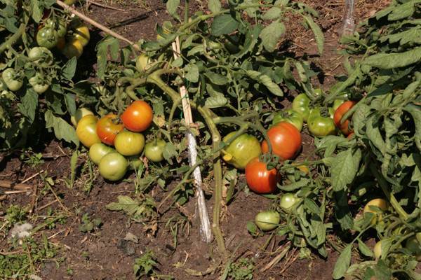 «первоклашка» – безрассадный томат для открытого грунта