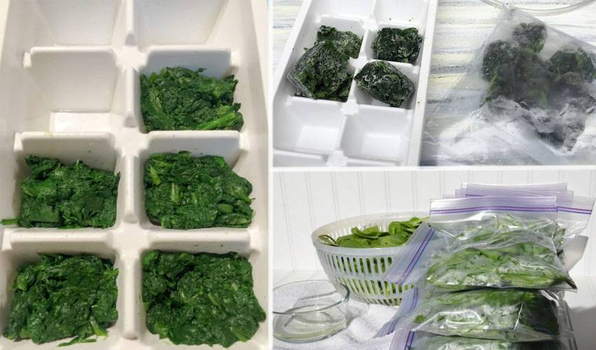 Как заморозить шпинат: топ 10 способов на зиму в домашних условиях с фото и видео