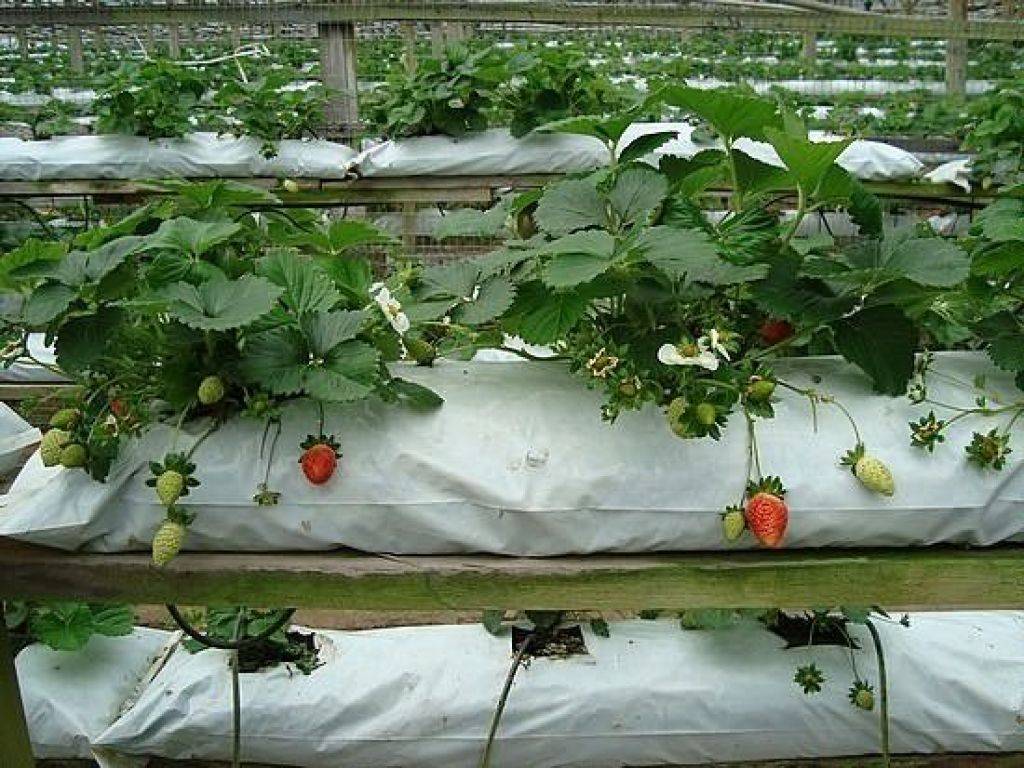 Технология выращивания клубники в теплице круглый год