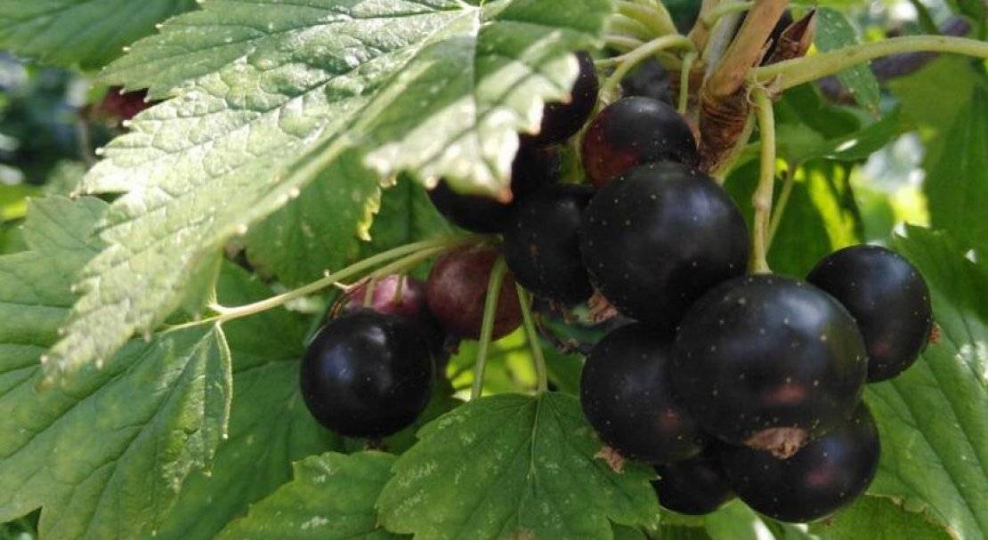 Сорт ранней чёрной смородины тисель: описание, характеристики плодов, агротехника и уход, фото