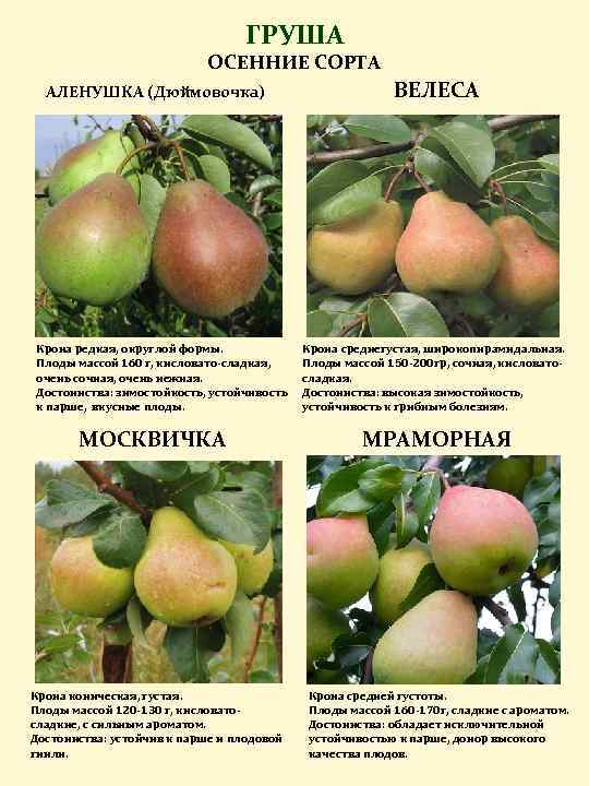 О груше москвичка: описание сорта, опылители, агротехника выращивания