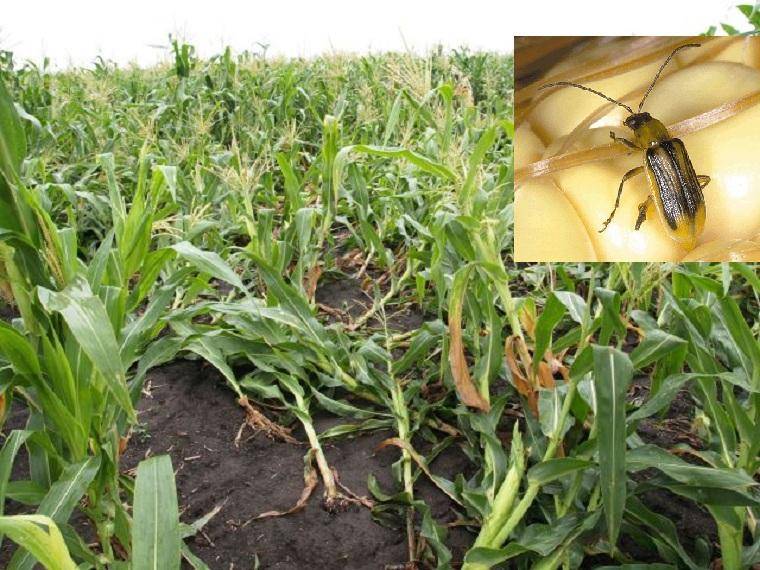 Описание и лечение болезней и вредителей кукурузы, меры борьбы с ними