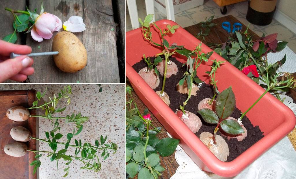 Как размножить абрикос зелеными черенками в домашних условиях