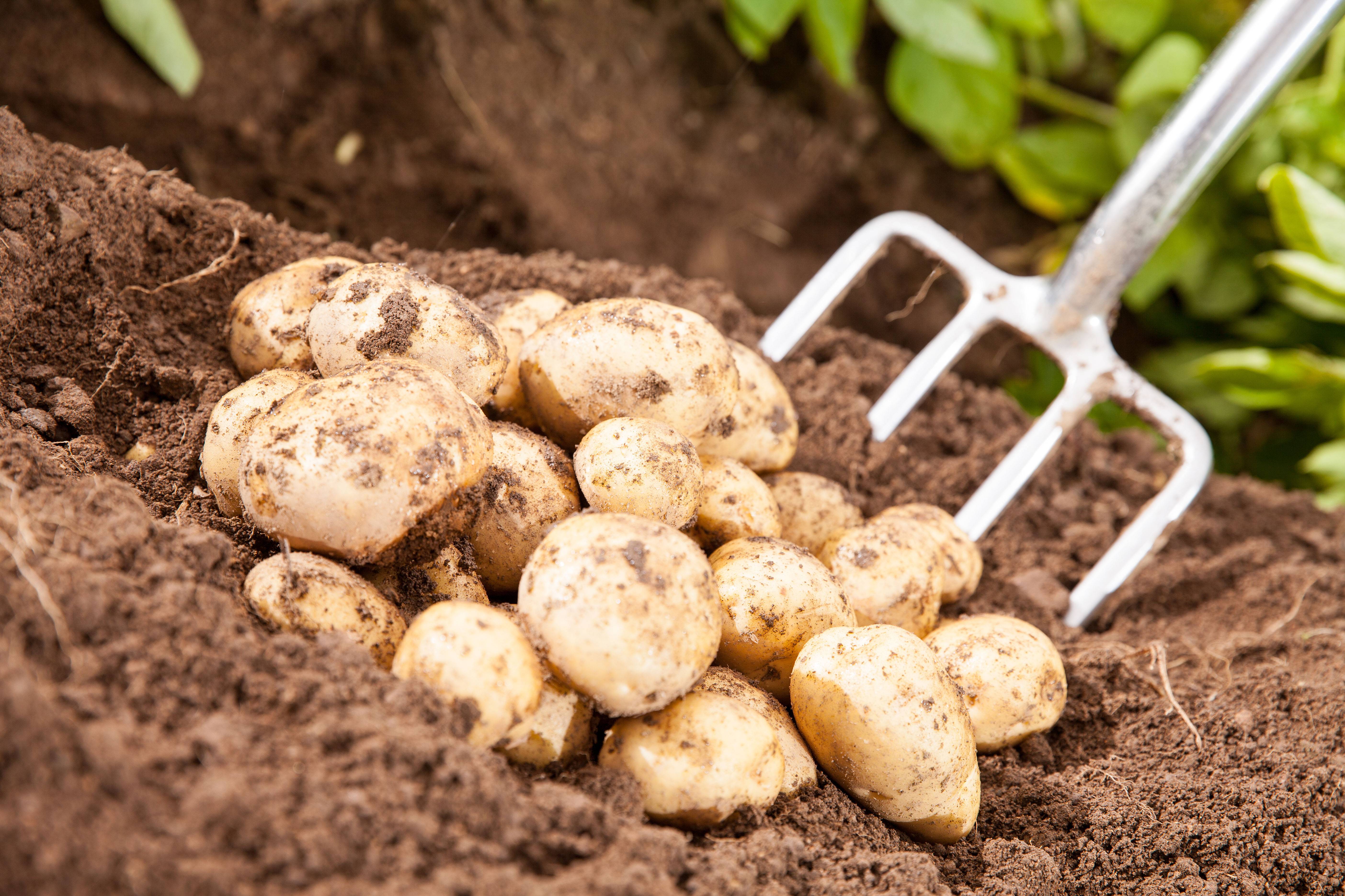 Как правильно прорастить картофель для посадки. Картофель в огороде. Картошка на грядке. Посадка картошки. Картошка растет в огороде.