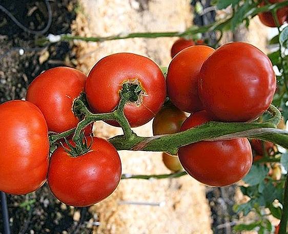 Томат "палка": характеристика и описание сорта колоновидных помидор с фото, отзывы об урожайности
