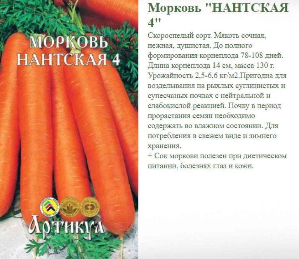 Лучшие сорта моркови для хранения на зиму - обзор и отзывы