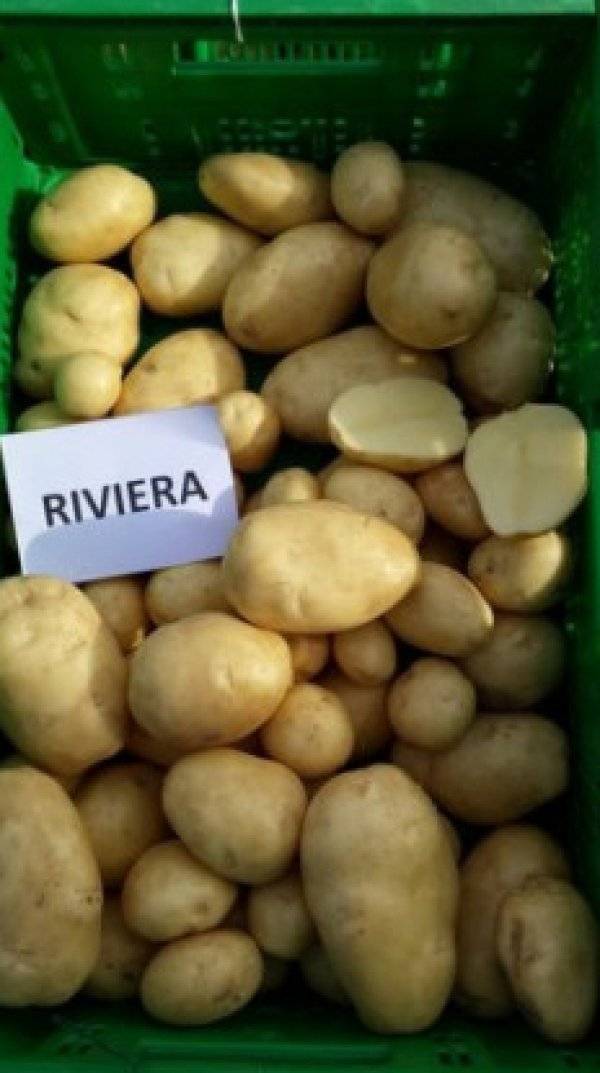 Картофель рагнеда: описание сорта, фото, отзывы, урожайность, посадка и уход