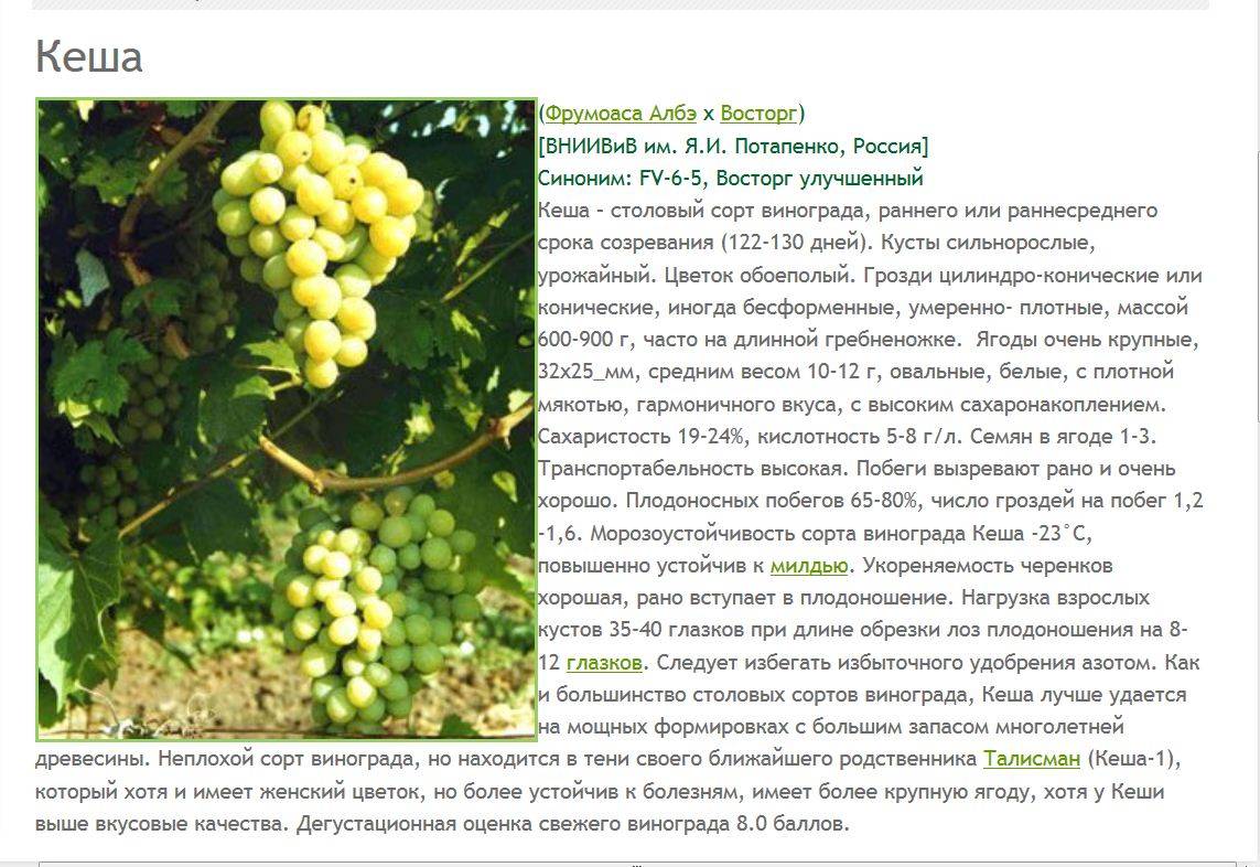 Виноград августин: подробное описание и характеристики сорта, особенности посадки и ухода + отзывы виноградарей