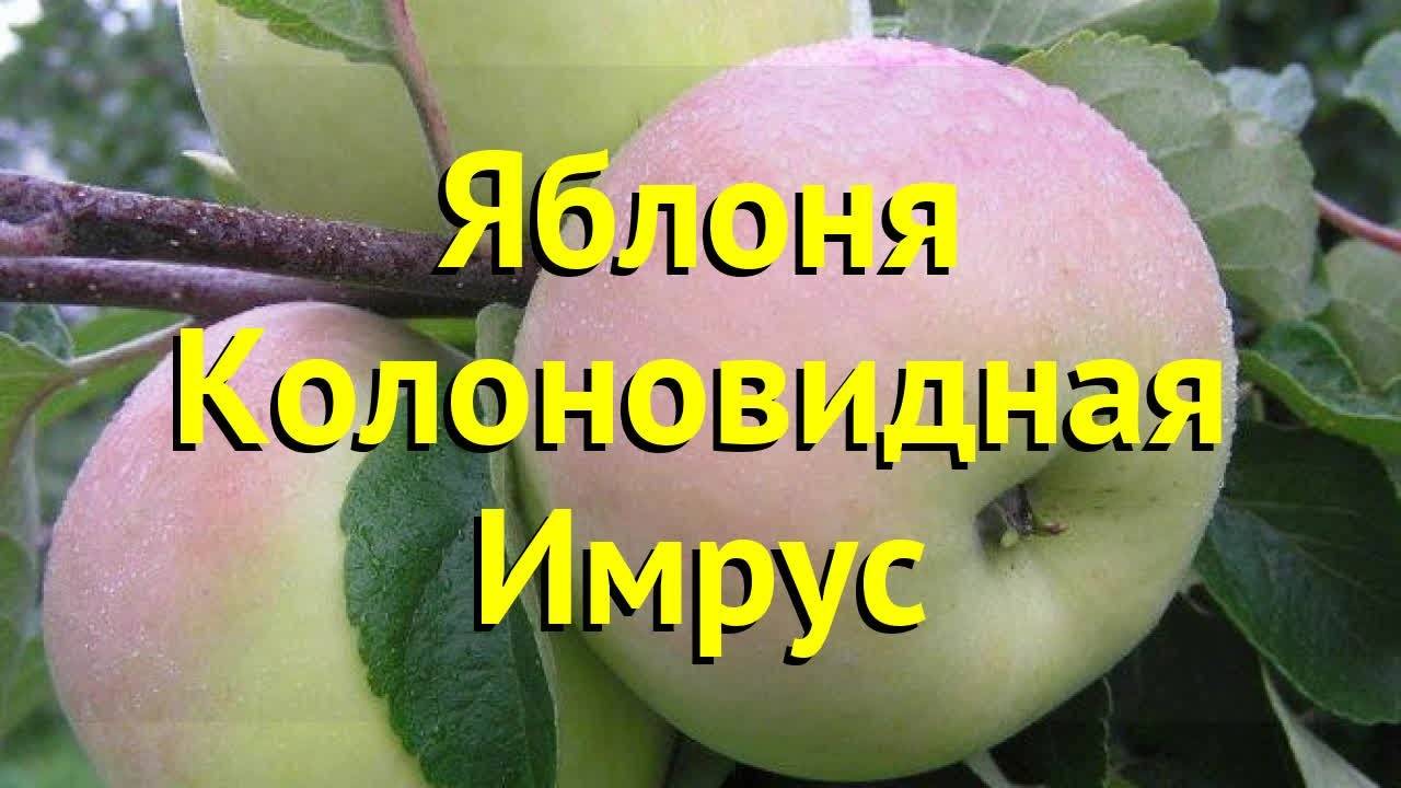 Яблоки для промышленного садоводства — сорт имрус