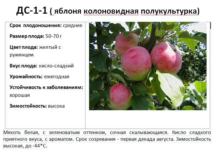 Сорта колоновидных яблонь: отзывы, описание и фотографии лучших, а также классификация на летние (ранние), осенние и зимние | tele4n.net