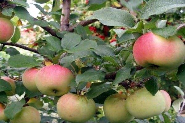 Яблоня благая весть: описание сорта, топ советов по выращиванию