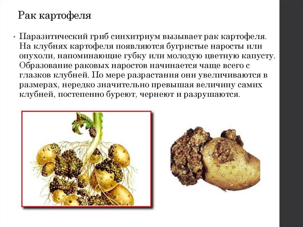 Причины и симптомы рака картофеля и источники заражения, методы борьбы