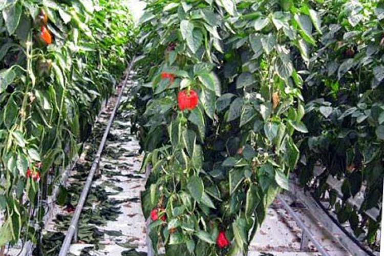 Посадка горького перца — советы садоводов по выращиванию — как сажать горький перец в открытом грунте