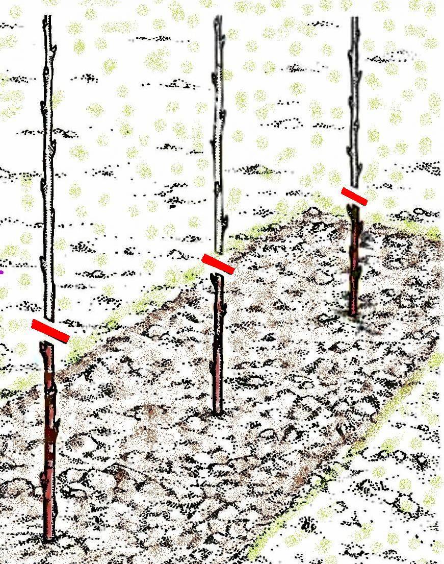 Схема посадки малины в открытом