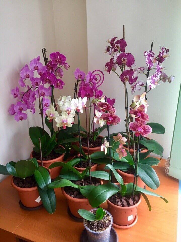 Как отличить орхидею. Фаленопсис мини Каскад. Орхидея фаленопсис мини. Орхидея фаленопсис Октопус. Орхидея фаленопсис гигант.