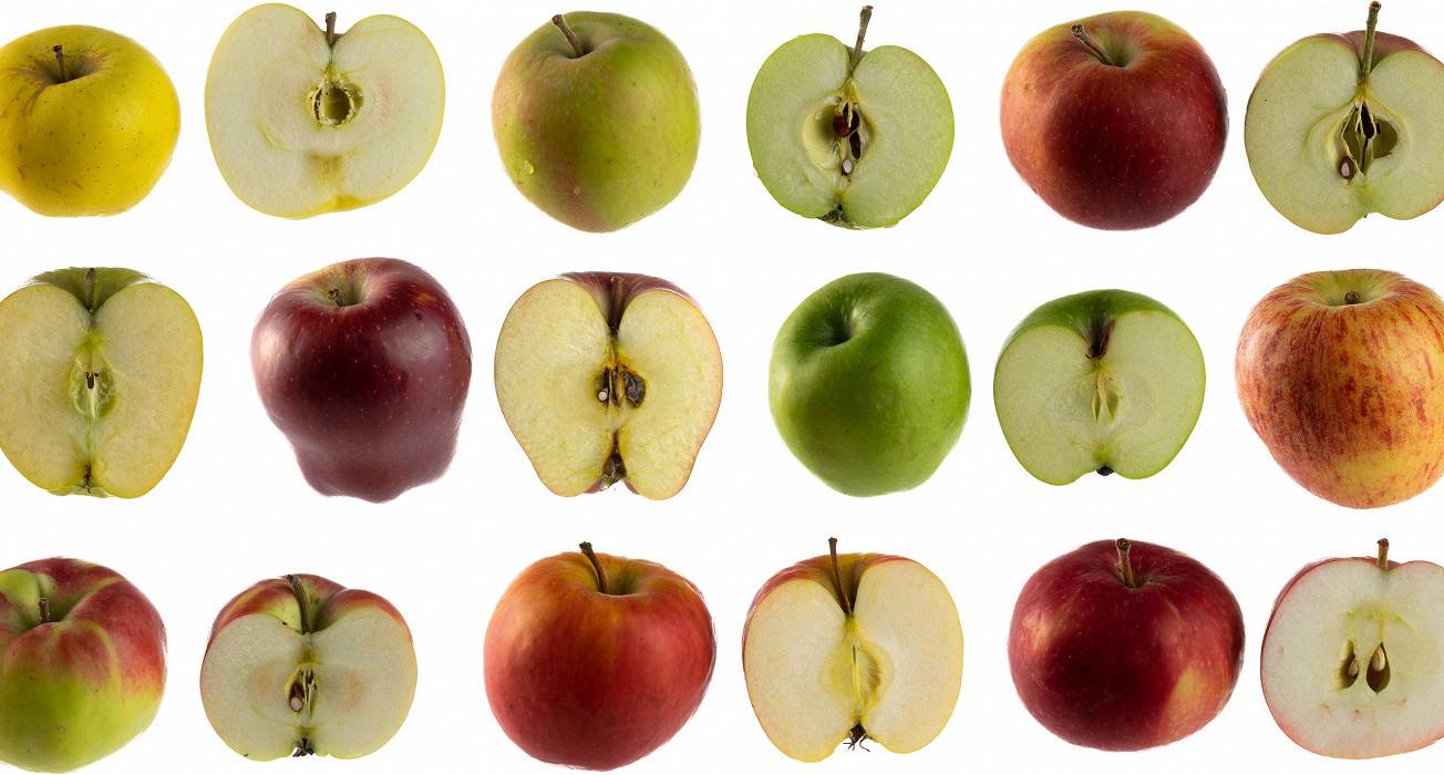 Описание и разновидности яблонь сорта гала, посадка и уход в открытом грунте