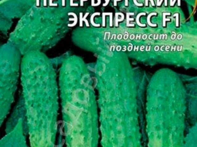 Описание огурца Петербургский экспресс F1 и выращивнаие гибрида