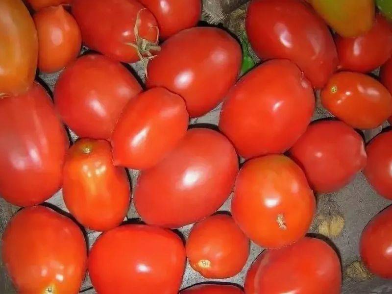 Сорта томатов для консервирования и засолки