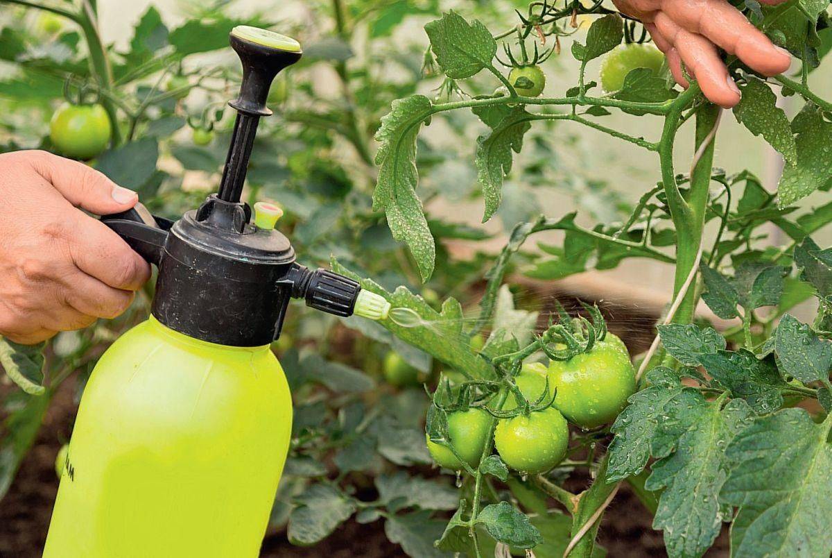 Пищевая сода для сада и огорода: применение соды на даче, от вредителей и болезней на растениях