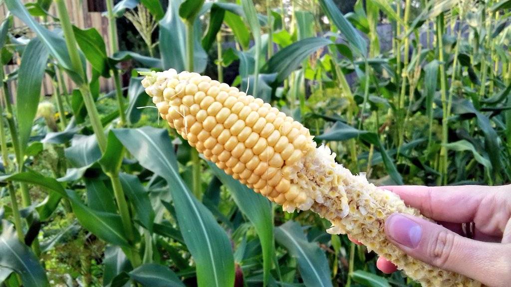 Как растет кукуруза: выращивание и проращивание кукурузы в открытом грунте