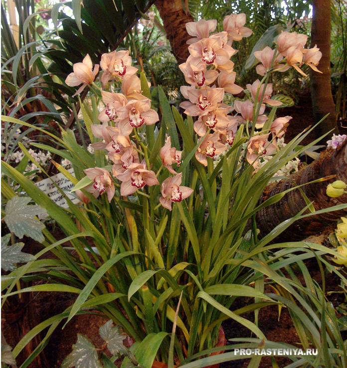 Орхидея цимбидиум как ухаживать. Орхидея Цимбидиум. Цимбидиум Мэджик Фогель. Орхидея Цимбидиум зеленая. CBV,BLBEV.