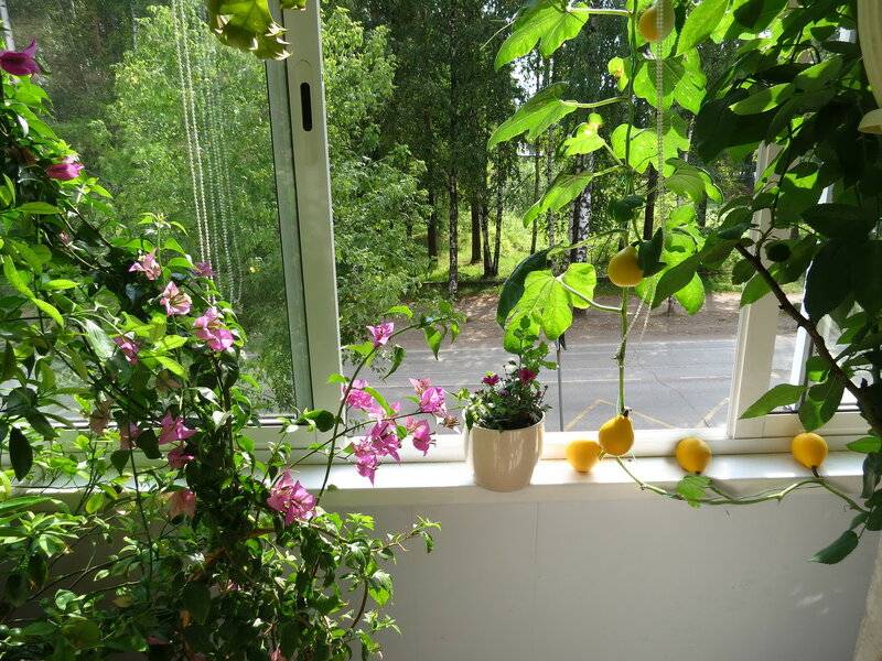 Вырастить тыкву на подоконнике | мой сад и огород