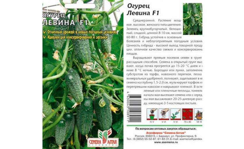 Огурец петербургский экспресс f1: отзывы, описание сорта и фотографии, урожайность и устойчивость к болезням