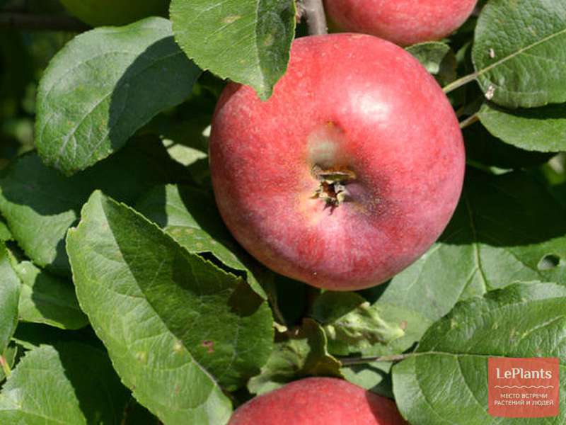Яблоки мантет: подробное описание сорта, фото, отзывы