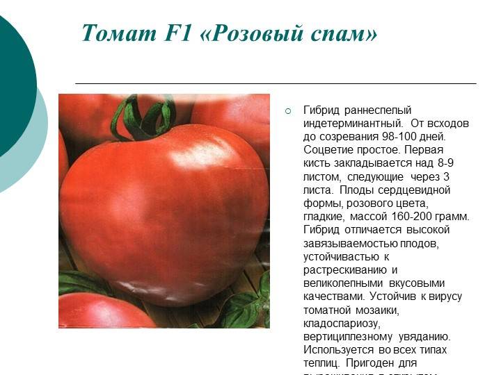 Выращивание индетерминантных томатов в теплице: выбираем лучшие высокорослые сорта