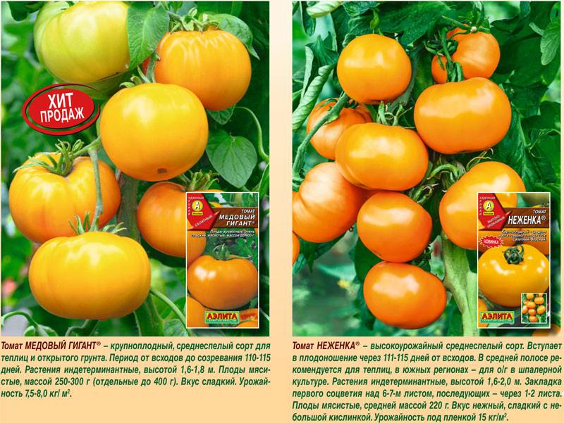 Выберите неприхотливый томат роткэппхен (красная шапочка) для своего участка