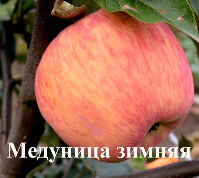 Медуница яблоня: описание, характеристика сорта, выращивание