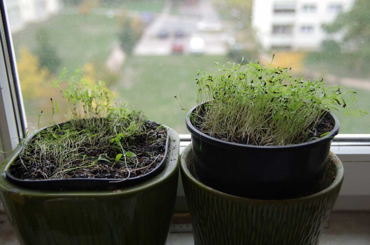Укроп дома на подоконнике: как посадить и вырастить в комнатных условиях из семян, возможно ли выращивание зимой, как ухаживать и собирать урожай?