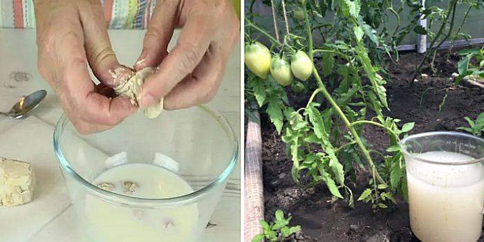 Подкормка томатов дрожжами: можно ли и как сделать подкормку