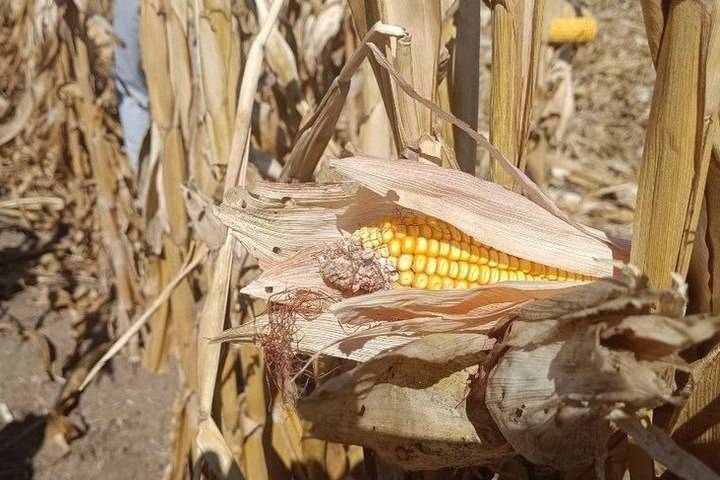 Как понять, что уже можно собирать кукурузу для варки: правильный процесс ее приготовления