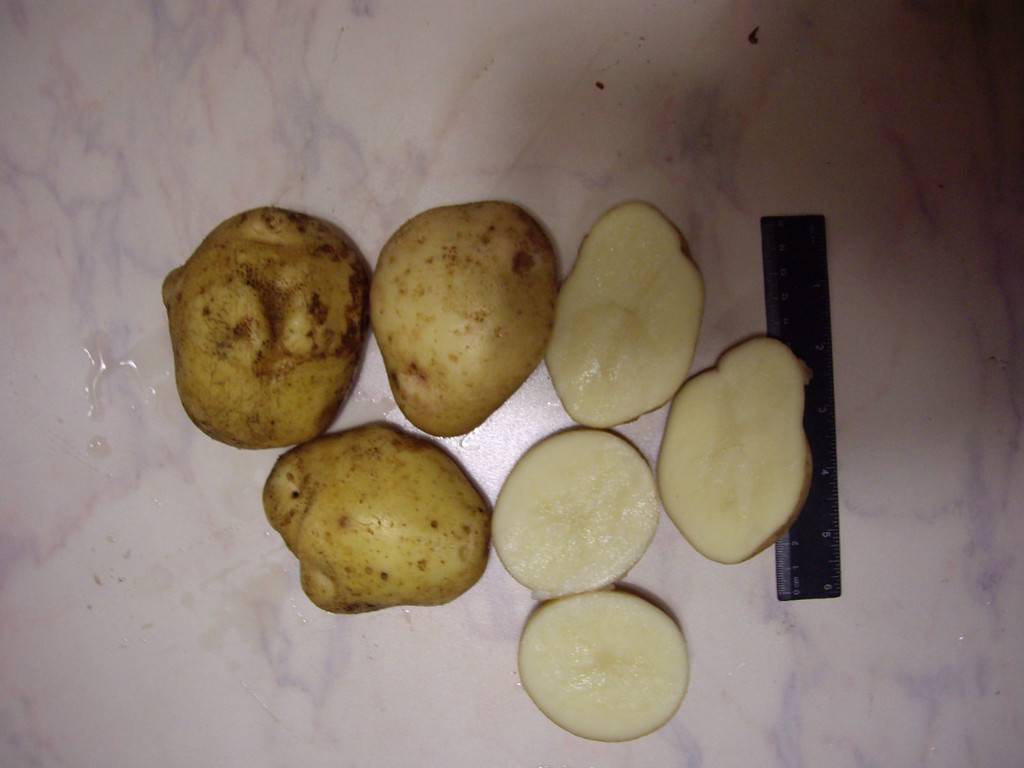 Картофель "зекура": описание сорта, характеристики