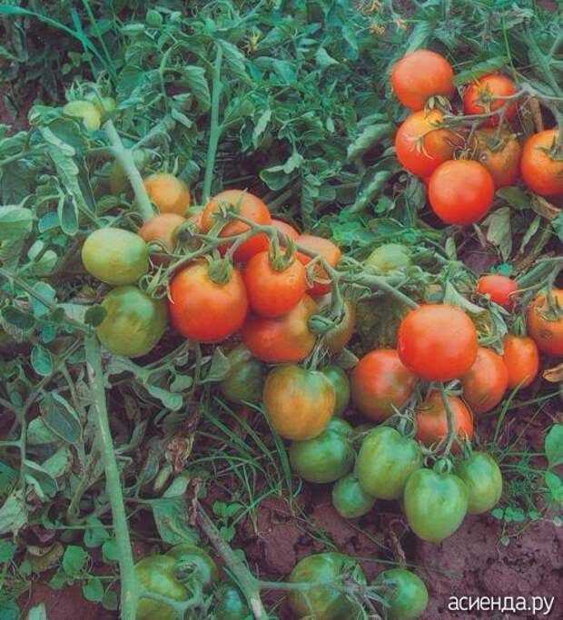 Лучшие детерминантные сорта томатов для россии и регионов