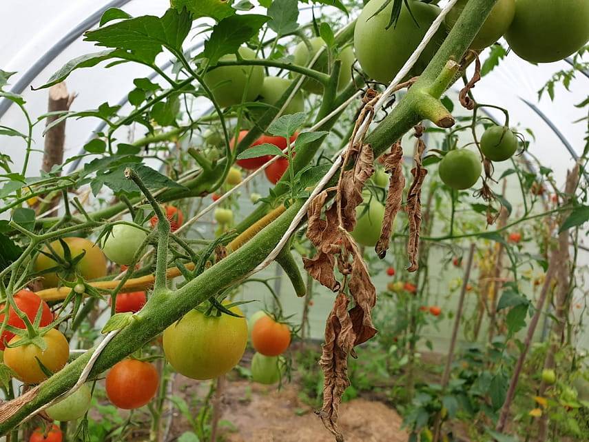Фунгициды для томатов: 7 лучших, применение в теплице и открытом грунте