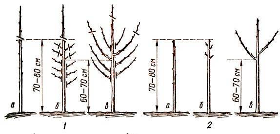 Какие сорта колоновидных деревьев посадить в саду