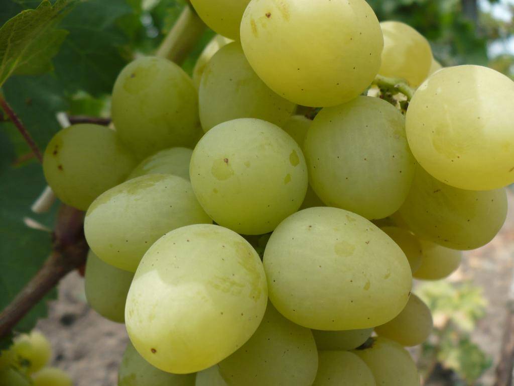 Сорт винограда «богатяновский», описание, фото и видео