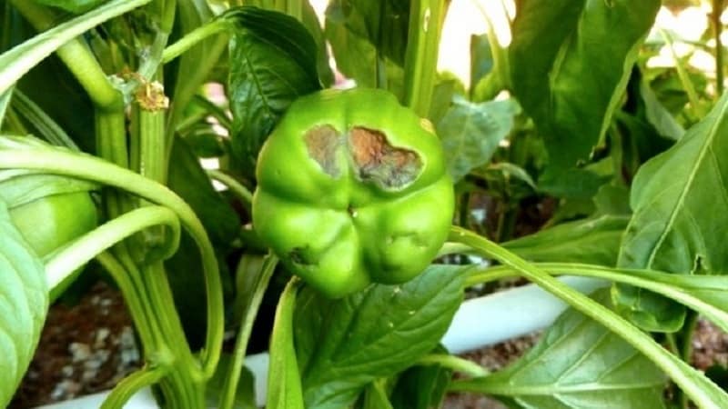 Почему перец гниет на кусте: выявляем причину проблемы и эффективно спасаем свой урожай