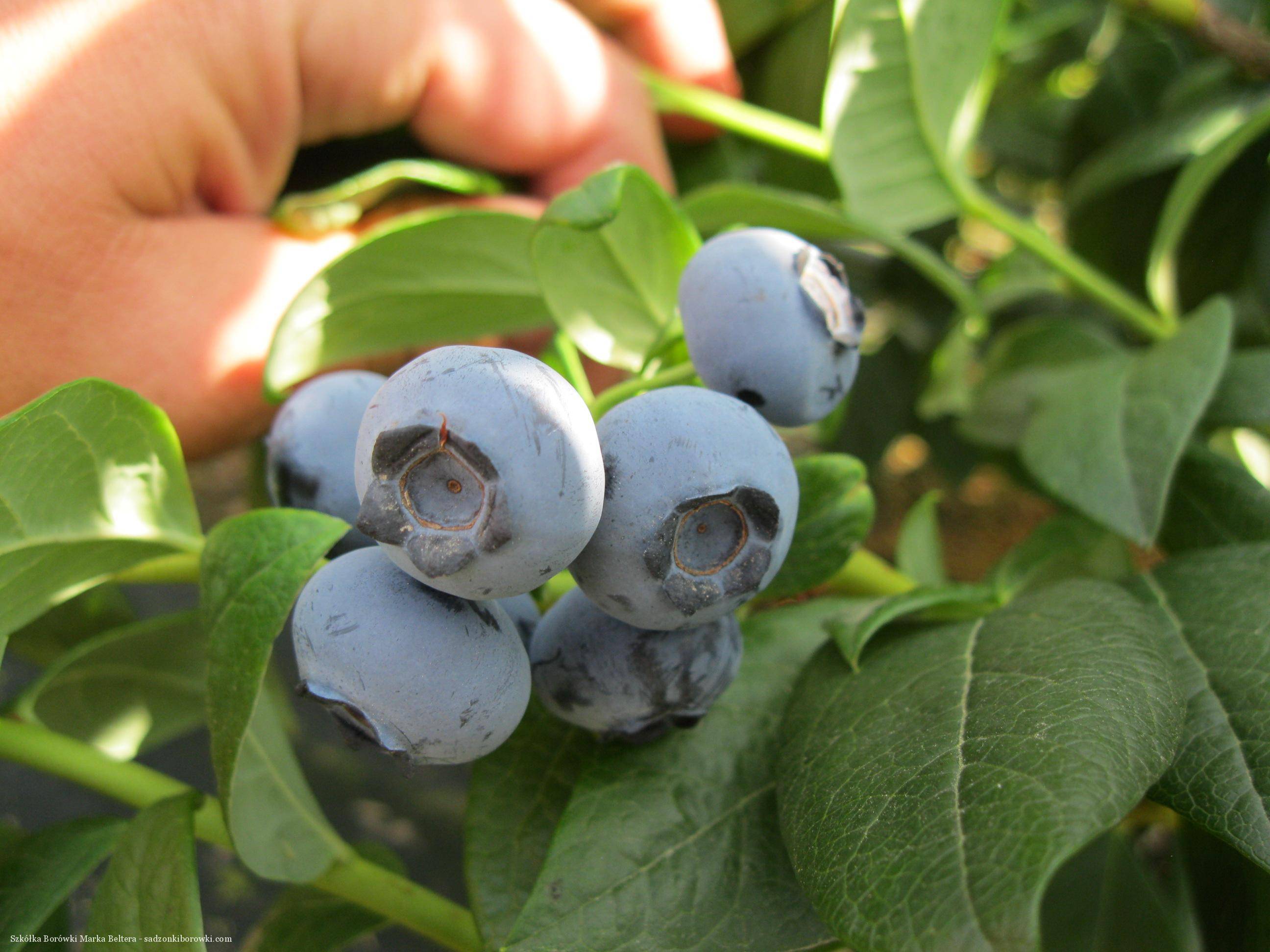 Голубика элизабет: описание ягодного сорта, отзывы, посадка и уход