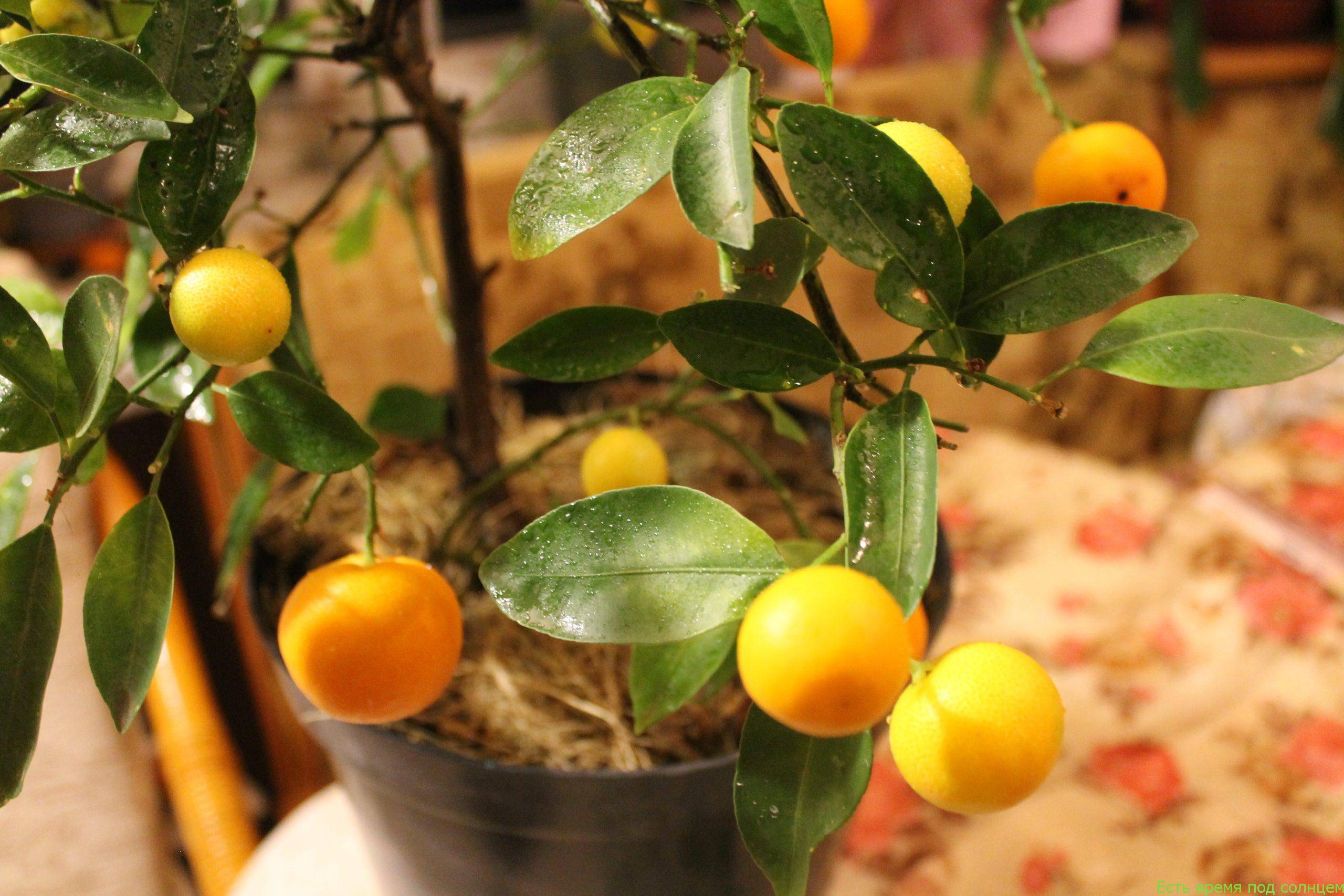 Как вырастить мандарин: особенности ухода за мандариновым деревом в домашних условиях