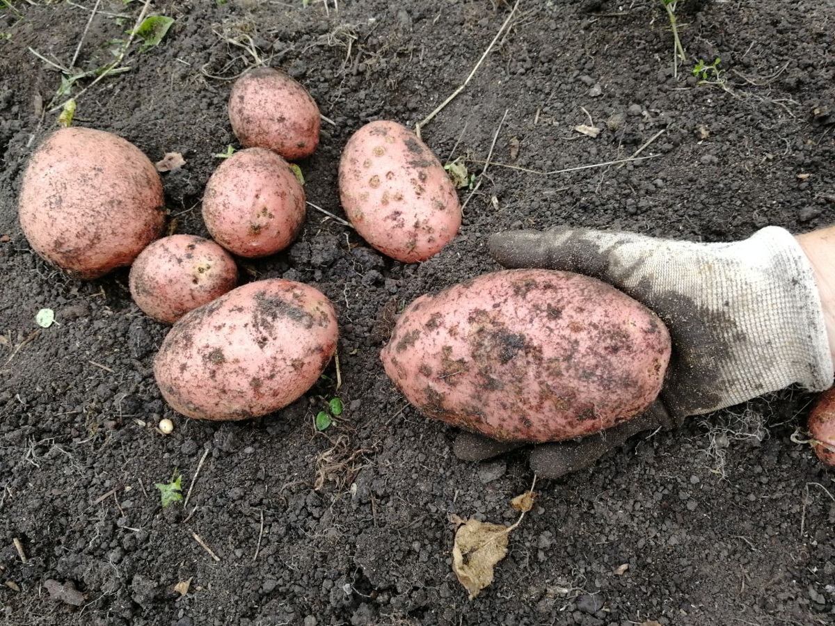 Картофель цыганка (негритенок): характеристика и описание сорта, фото фиолетовой картошки с белой мякотью, отзывы огородников