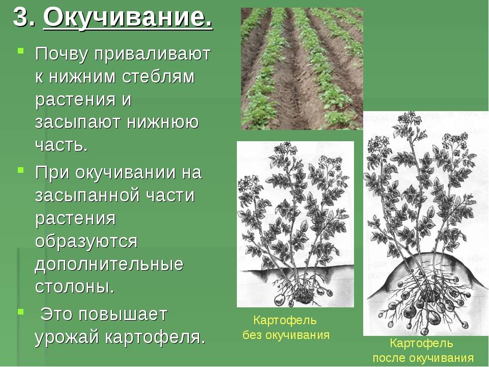 Какой метод позволил ученым установить эффективность пикировки. Окучивание растений. Агротехнический прием окучивание. Окучивания растений как. Агротехнические приемы для картофеля.